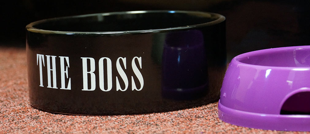the-boss-bowl